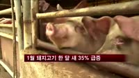 1월 돼지고기 수입 2만7천 톤…한달 새 35% 급증