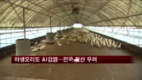 야생오리도 AI감염…전국 확산 우려