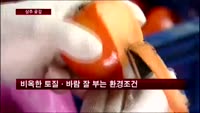 설 명절 상품 '상주곶감' 뜬다…현지직송 특별판매