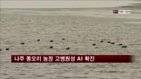 나주·천안 종오리 농장 고병원성 AI 확진