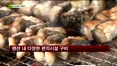 [펜시안] 경기도 가평 엔젤리스 펜션