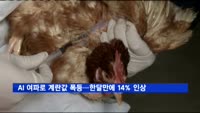 AI 여파로 계란값 폭등…한달만에 14% 인상