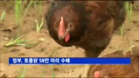 정부, 토종닭 58만 마리 사들인다…2009년 이후 처음