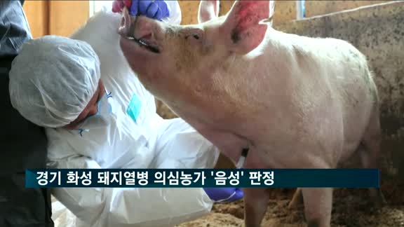 경기 화성 아프리카돼지열병 의심농가 '음성' 판정