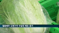 월동배추 도매가격 두달새 배로 증가