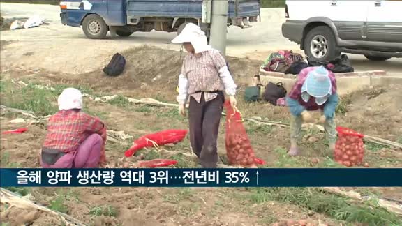 올해 양파 생산량 역대 3위…작년보다 35% 늘어