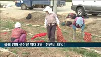 올해 양파 생산량 역대 3위…작년보다 35% 늘어