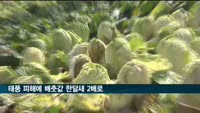 태풍 피해에 배춧값 한달새 2배로