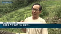 겨울에도 자라는 '신종 차나무'…차 산업 '르네상스' 이끈다