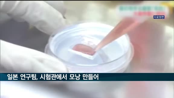 일본 연구팀, 시험관에서 모낭 만들었다