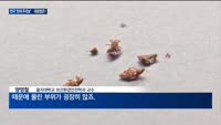 전국 휩쓴 공포 '빈대 주의보'…예방·대응법은?