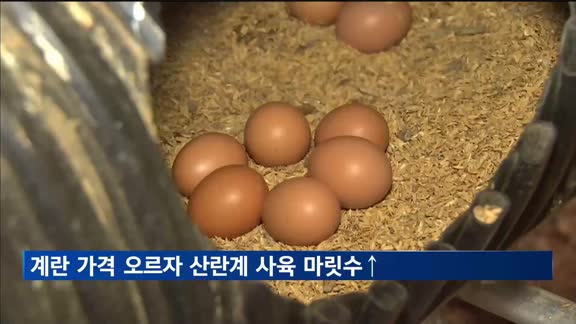 계란 가격 오르자 산란계 사육 마릿수 4.1%↑…소·돼지는 감소