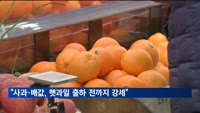 정부 "사과·배값, 햇과일 출하 전까지 강세"