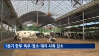 1분기 한우·육우·젖소·돼지 사육 감소