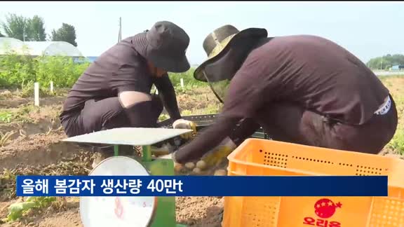 올해 봄감자 생산량 40만t…지난해보다 11%↑