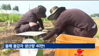 올해 봄감자 생산량 40만t…지난해보다 11%↑