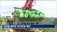 물가협회 "김장철 배춧값 5천300원 예상…첫 5천 원 돌파"