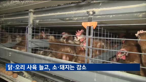 1분기 닭·오리 사육 늘고, 소·돼지는 감소