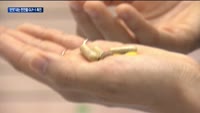 '쓴맛' 체중감량에 도움돼…GLP-1 분비 촉진 천연복합물 주목